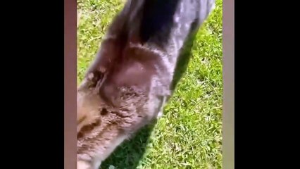 Cute Pets Being Silly 🐾💖