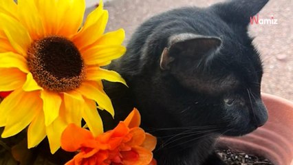 Ce chat errant choisit sa maison pour toujours : la tragédie frappe deux ans plus tard (vidéo)