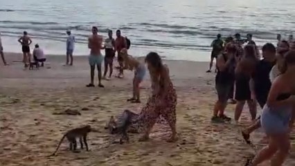 Woman's attempt to save friend from monkeys backfires in hilarious travel moment