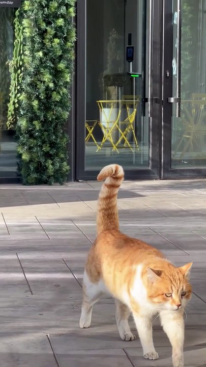 funny video cat dancing walk
