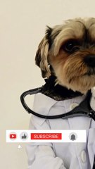 funny videos dog doctor dress