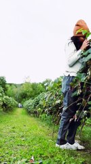 Women Harvesting Grapes With BIG Smiles! #women #fruit #harwesting #smile