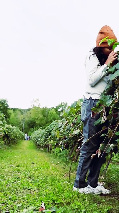 Women Harvesting Grapes With BIG Smiles! #women #fruit #harwesting #smile