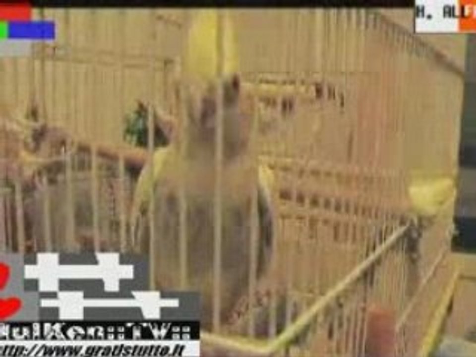 HULKEN - ''QUESTO E' UN BEL PAPPAGALLO MUSIC VIDEO''