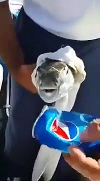 Faites attention à vos doigts avec ce poisson