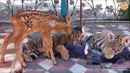 Amitié adorable entre un faon et des tigrons