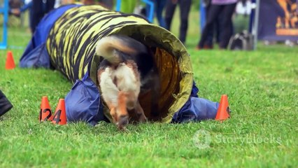 Flying Fidos_ What if Dogs Could Fly_ 2024-01-20