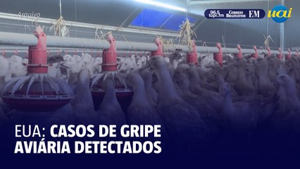 Casos de gripe aviária são detectados nos EUA