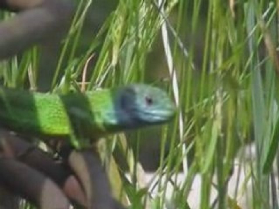 Lacerta viridis
