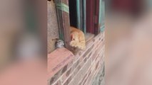 Lo que hacen un gato y un ratón suman más de 10M de reproducciones: parece sacado de Tom y Jerry