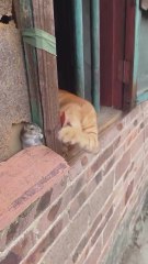 La desternillante pelea entre un gato y un ratón que arrasa en redes sociales