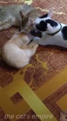 Too Much Love! 😻 Cats Grooming Each Other – So Adorable!