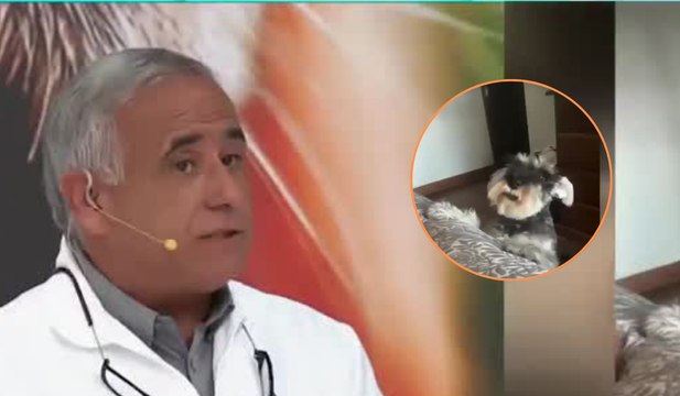 Los beneficios de tener un perrito como mascota