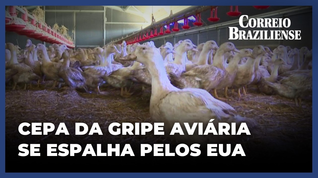 Surto de gripe aviária H7N9 é detectado nos EUA