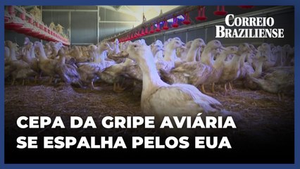 Surto de gripe aviária H7N9 é detectado nos EUA