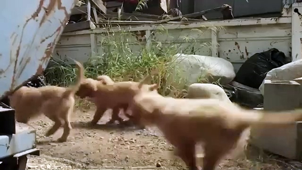 NAVIDAD DORADA PELICULAS DE FAMILIA COMPLETAS EN ESPANOL LATINO HD