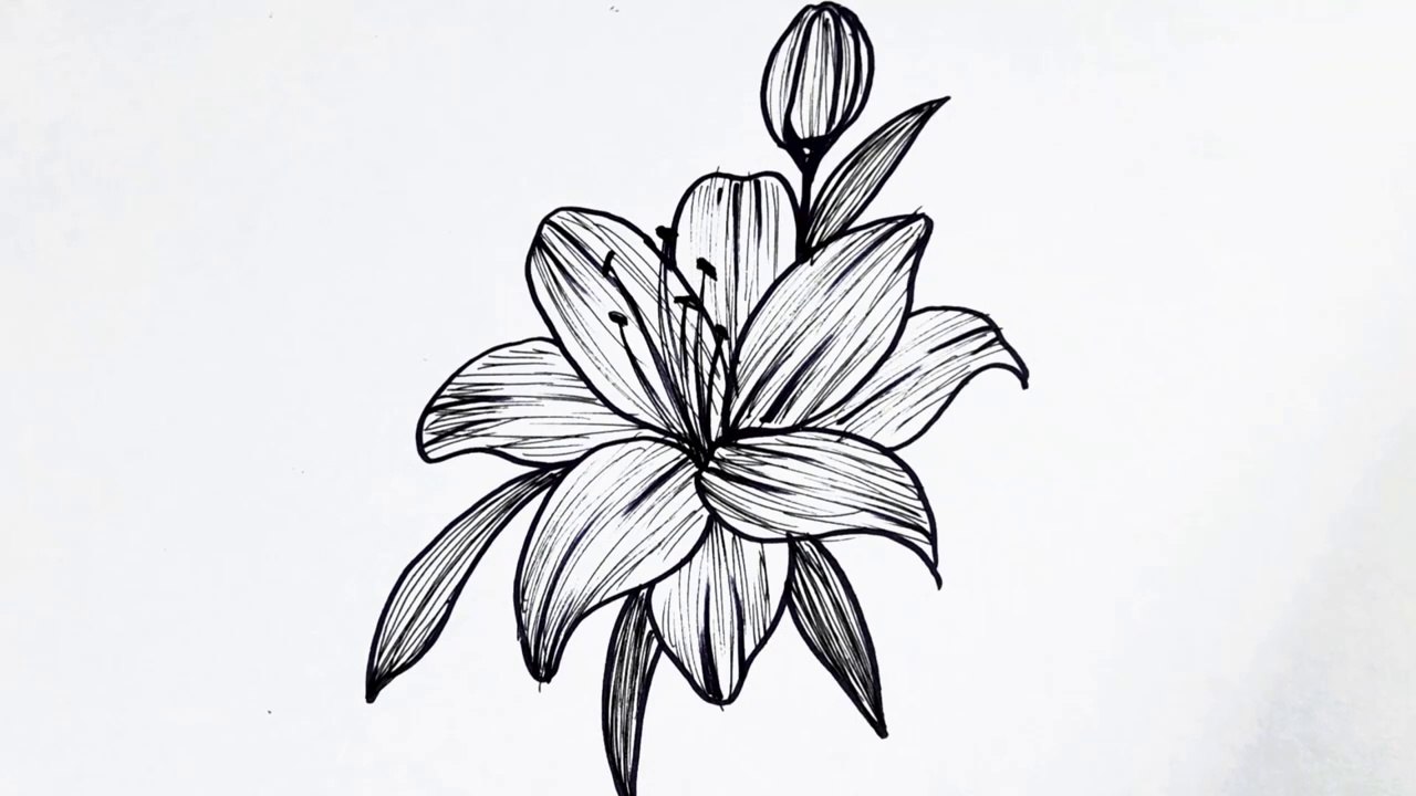How to draw a Lilly flower __ Easy flower drawing tutorial for beginners