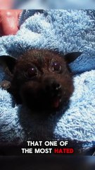 Bats Are More Fascinating Than You Think!