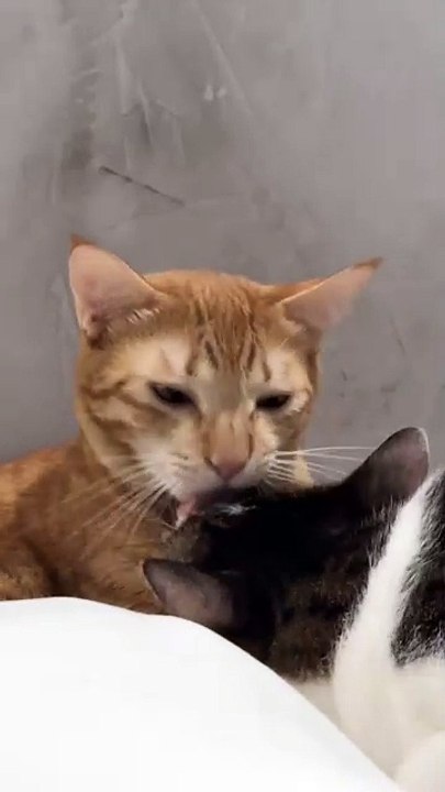 Ginger and Tux