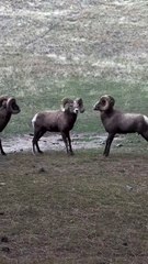 Amazing African wildlife #animallife #travel