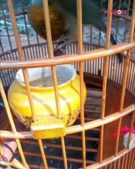 Bamboo has many uses