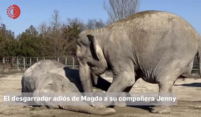 El desgarrador adiós de Magda a su compañera Jenny