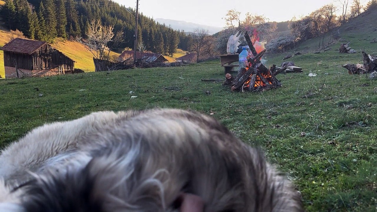 The Dog