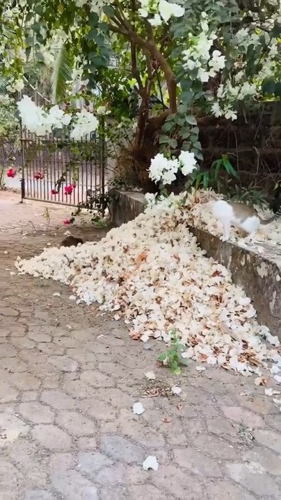 Two Cats Playfully Chase Each Other in Petals