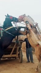 ,,,,,,,,,,,,,,Love or fight of horses,,,,,,,,,,,,