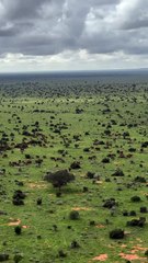 Amazing African wildlife #animallife #travel