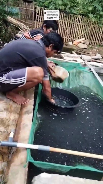 Bak sortir yang wajib kalian miliki disetiap segmen budidaya ikan lele