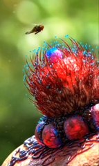 #alien #exotic #flower #carnivore #carnivorousplant #eatingasmr #wildlifesanctuary #sn2sg #trapping #sunnightmusic #playwithlife #sunnight #beautifulnature #sunnightpop #imannabelle #yum #nutrition #protein