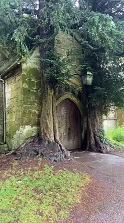 Abandoned Tree House