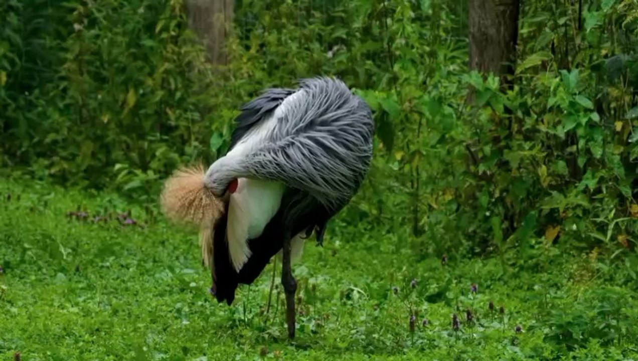 Funny Creatures