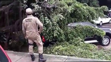 b'\x81rvore desaba em cima de veculos em Santarm '