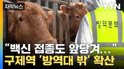 [자막뉴스] 전남 영암 이어 무안까지...구제역 방역 '총력전' / YTN