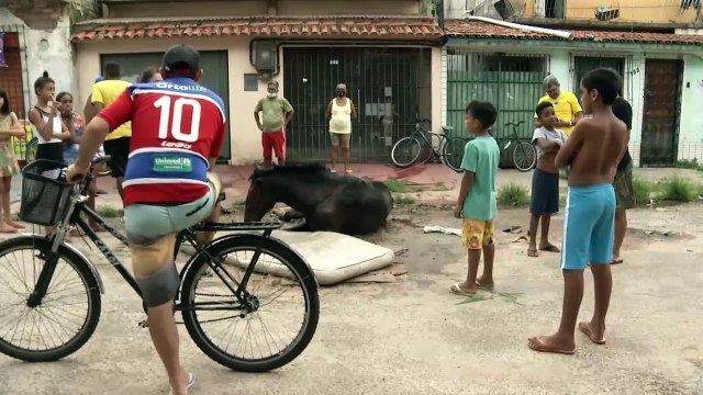 b'Abandono e maus tratos animais'