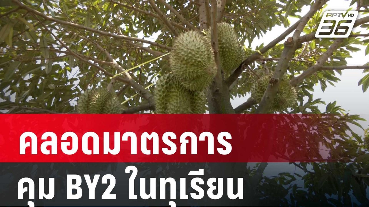 เปิดประกาศ คลอดมาตรการคุม BY2 ในทุเรียน | โชว์ข...