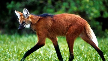 b'Banco Central lana nota de 200 reais '