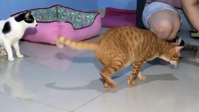 b'Mulher pede ajuda para gato realizar cirurgia '