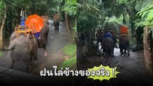 ฝนไล่ช้างของจริง ! มันเป็นแบบนี้นี่เอง
