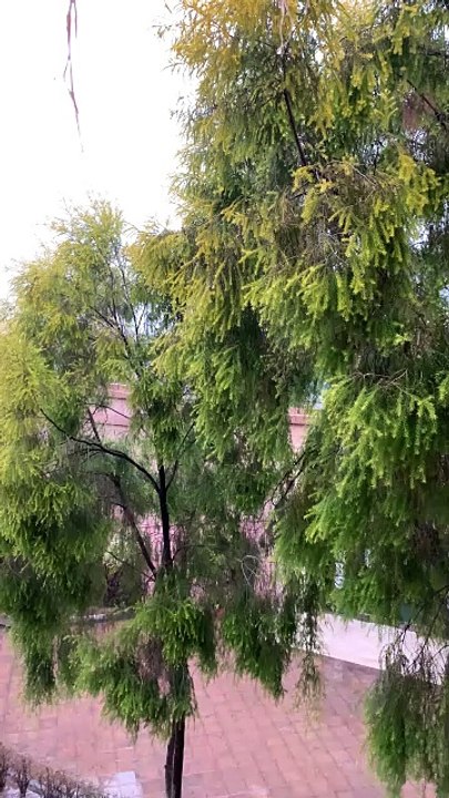 Nice Weather