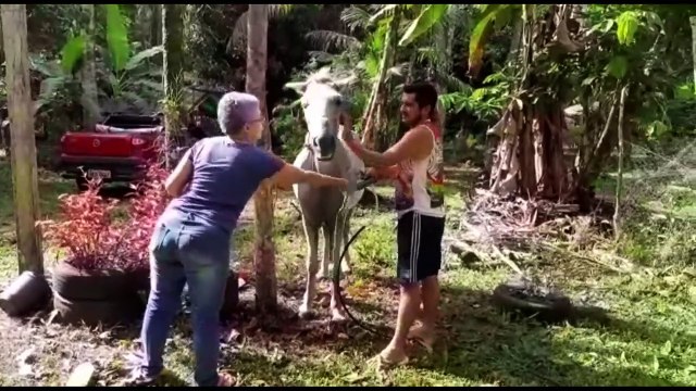 b'Projeto Carroceiro reabilita cavalos abandonados e busca tutores '