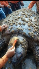 🐢✨ Incredible Rescue! Giant Turtle Gets a Spa Treatment! 🧼