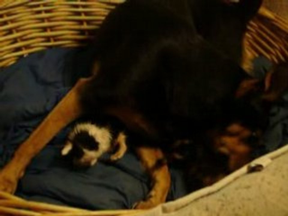 une maman chienne pr des chatons