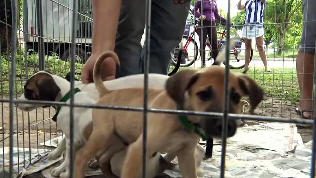 b'N\xbamero de animais abandonados cresce na grande Belm'