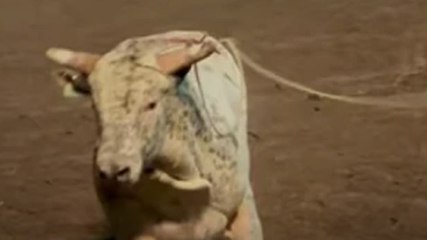 सीएम योगी के दौरे के दौरान सड़क पर दिखा सांड, 16 कर्मियों पर कार्रवाई