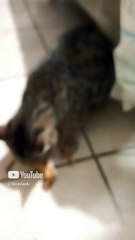 Comiendo pollo pechugon rostisado el gatito chamacorron le gustaron los huesitos #shorts #amigo #pet