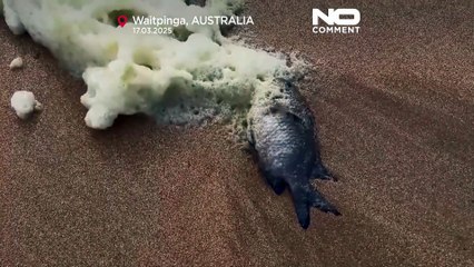 Strände in Australien geschlossen: Was steckt hinter dem giftigen Schaum?