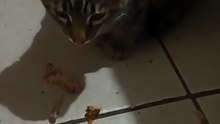 el gato chamacorron comiendose los huesitos que sobraron del pollo pechugon rostisado #shorts #amigo